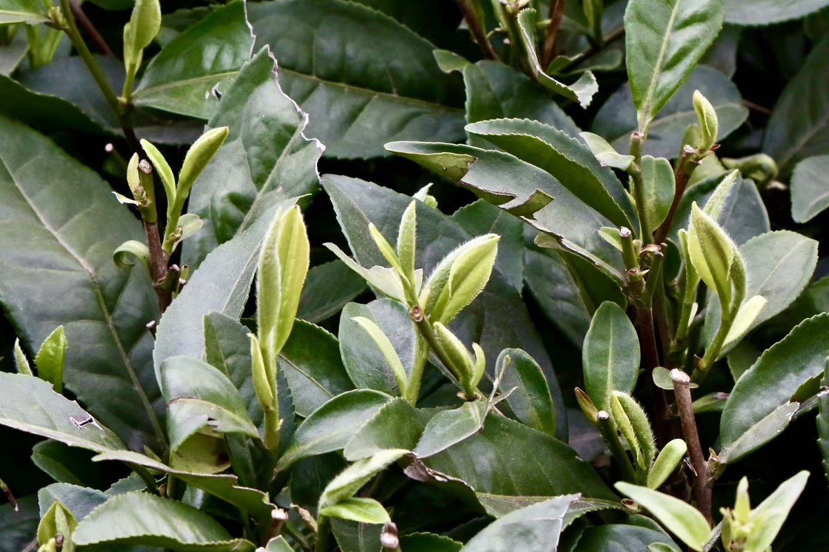 Section image